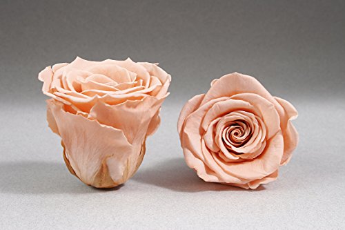 12 lachsfarbene Rosen je 3,5 cm Durchmesser