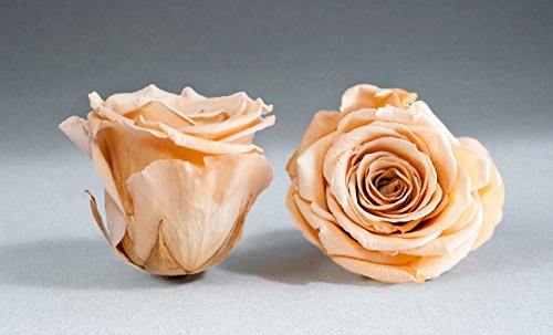 12 lachsfarbene stabilisierte Rosen