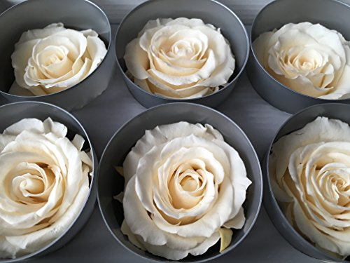6 lachbeigefarbene stabilisierte Rosen