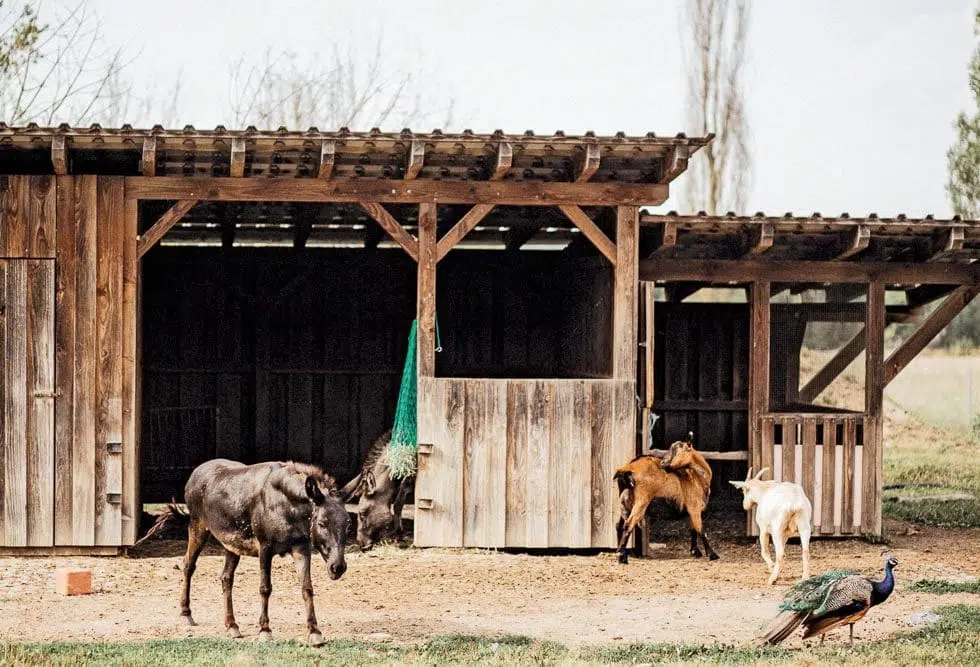 Hochzeitslocation Tiere