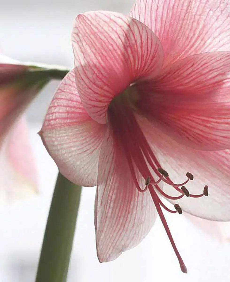 Hochzeitsblumen Amaryllis