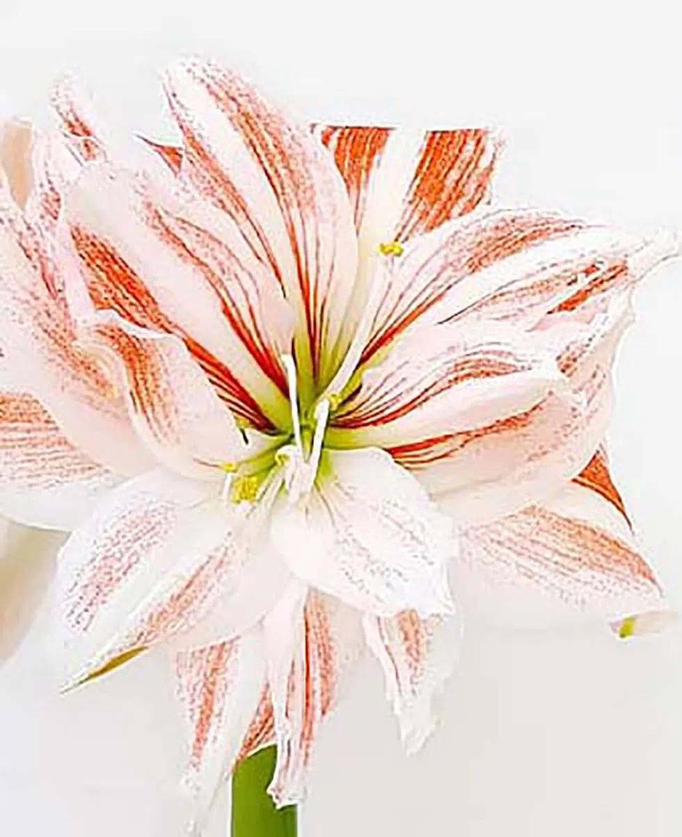 Hochzeitsblumen Amaryllis