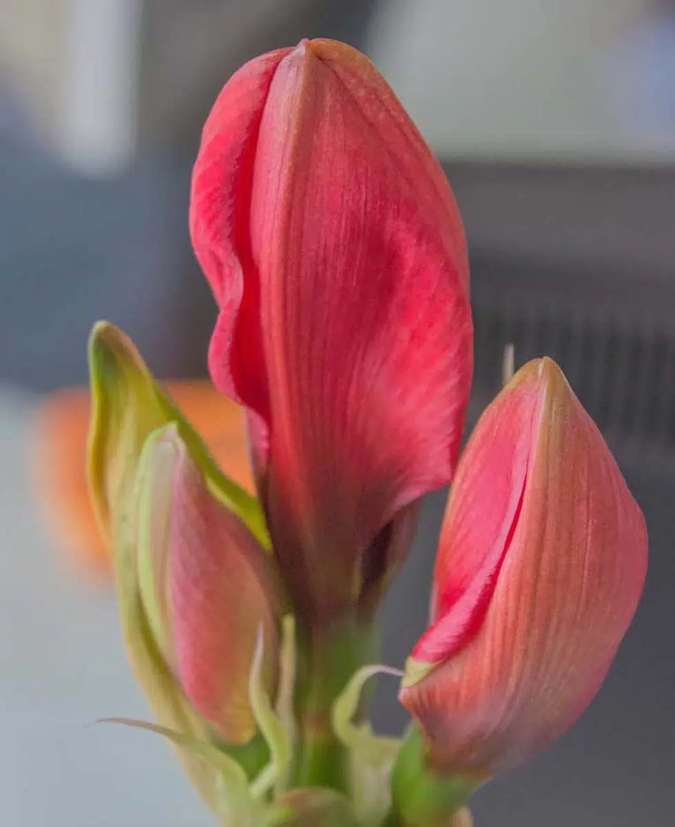 Amaryllis