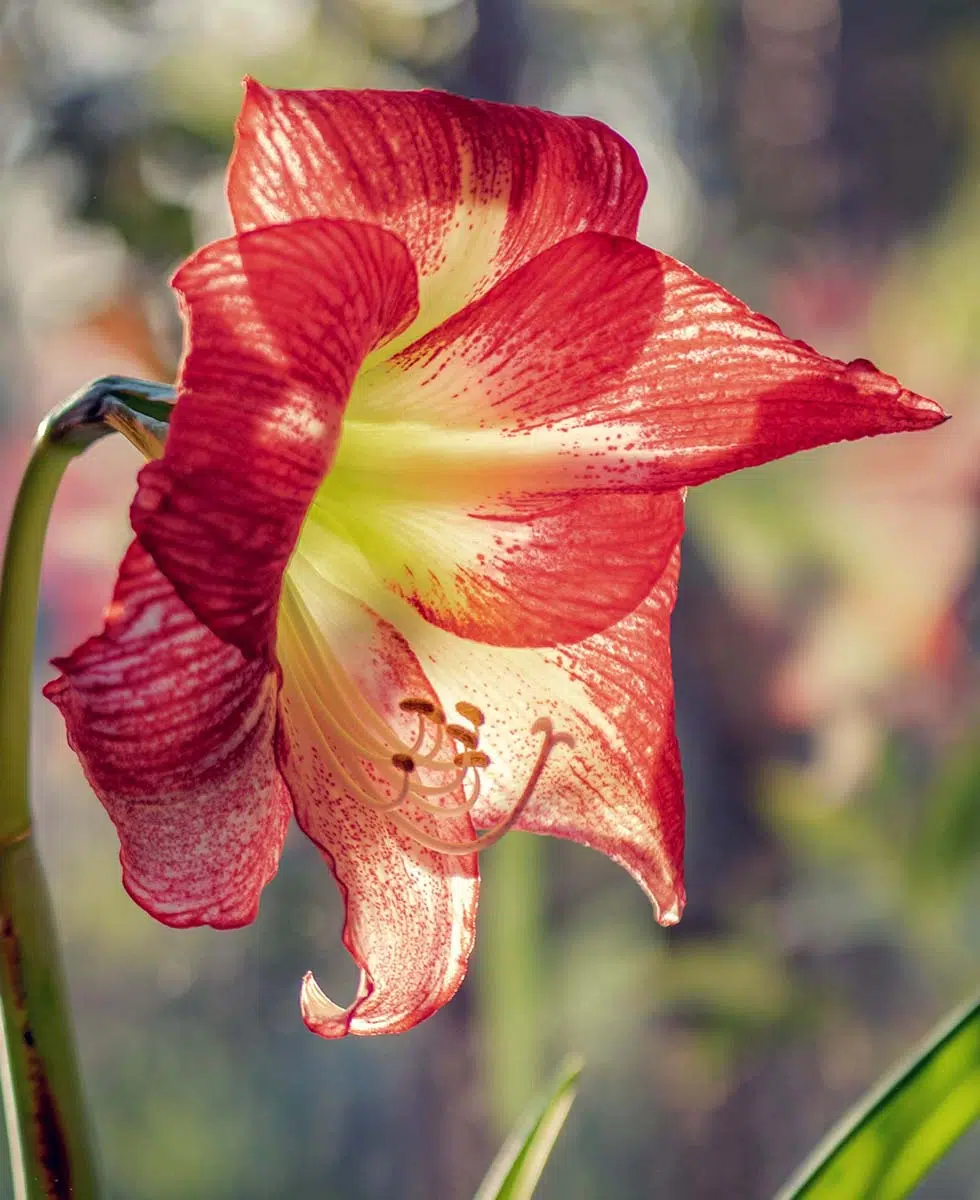 Amaryllis