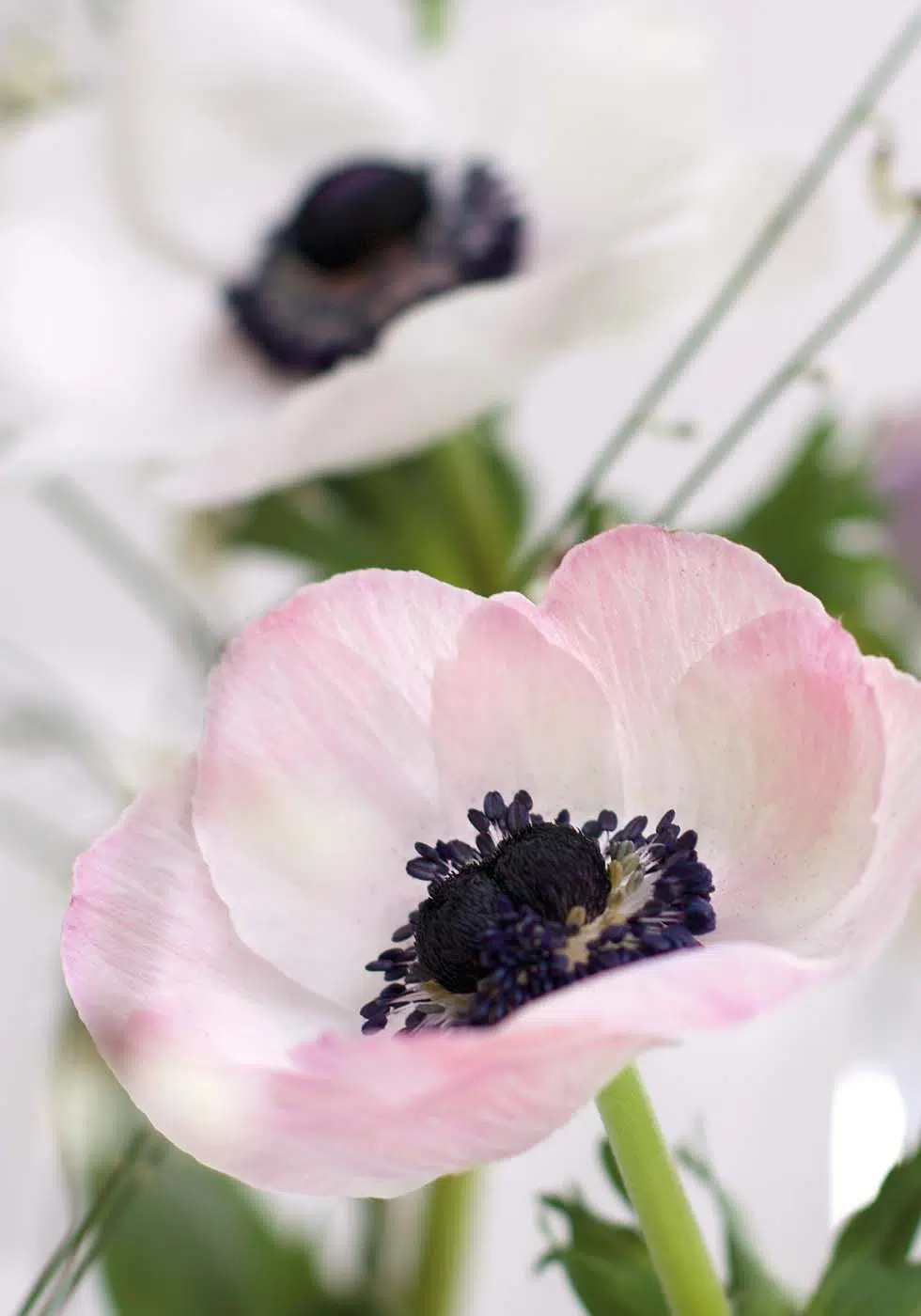 Hochzeitsblumen Anemone