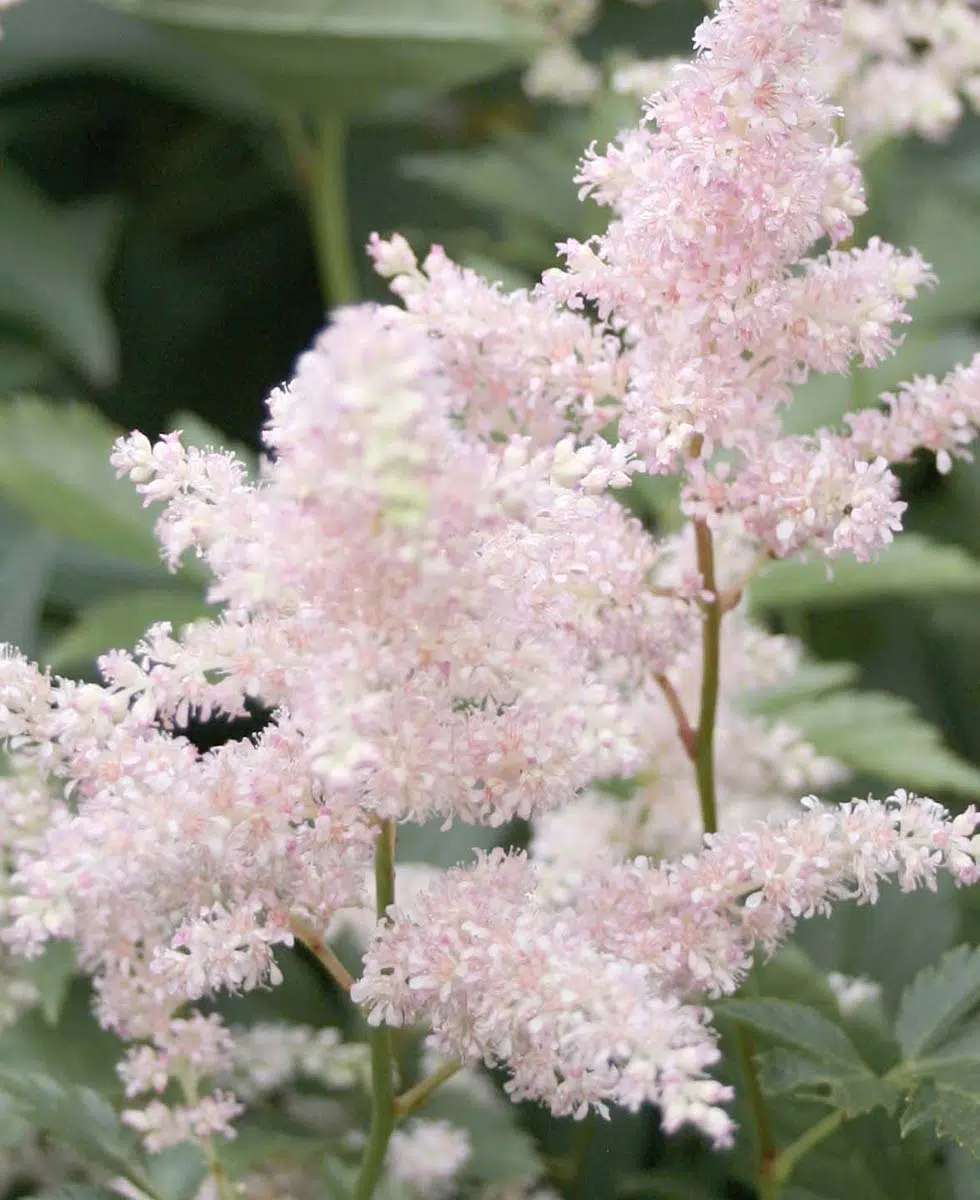 Hochzeitsblumen Astilbe