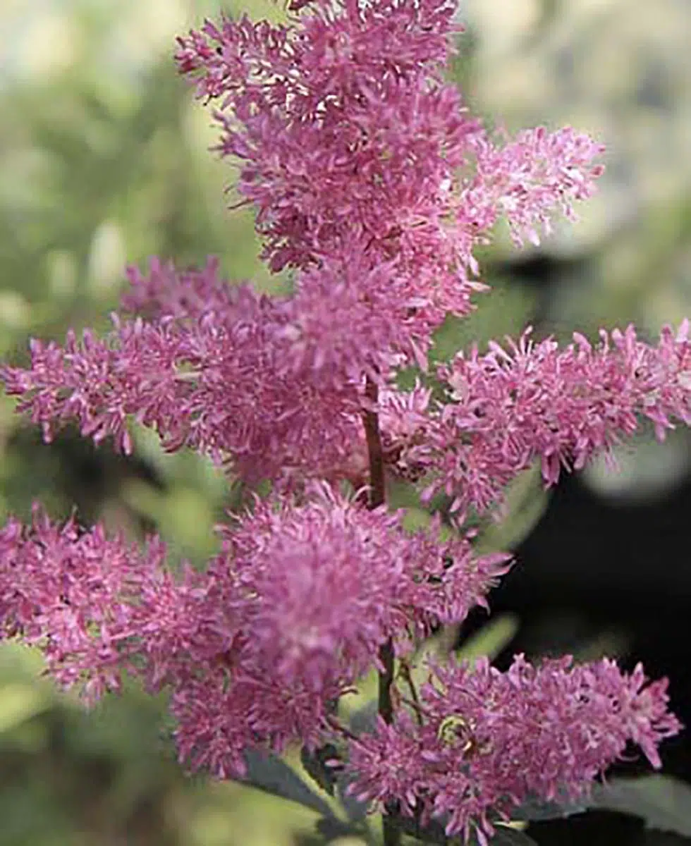 Astilbe