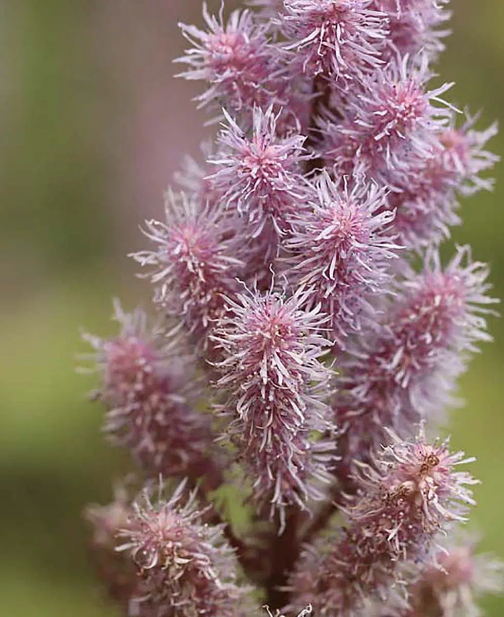 Astilbe