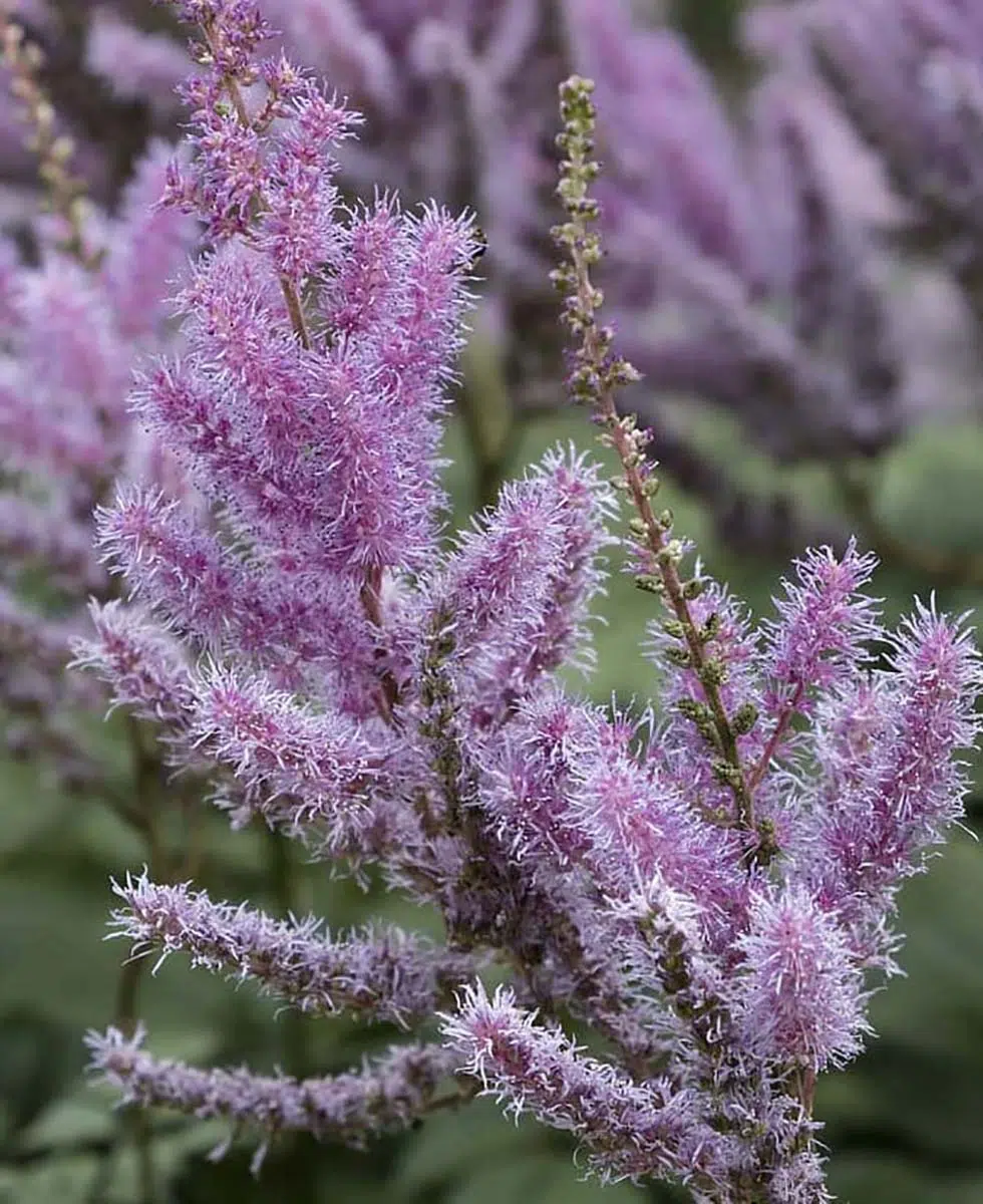 Astilbe