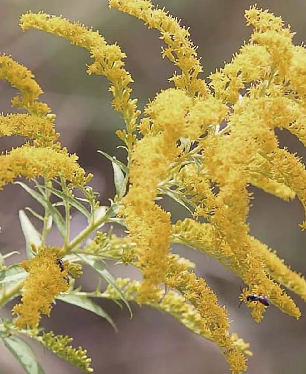 Astilbe