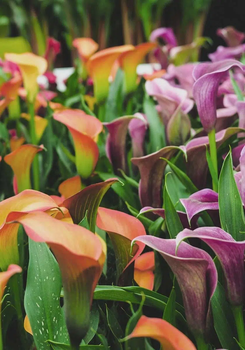 Hochzeitsblumen Calla