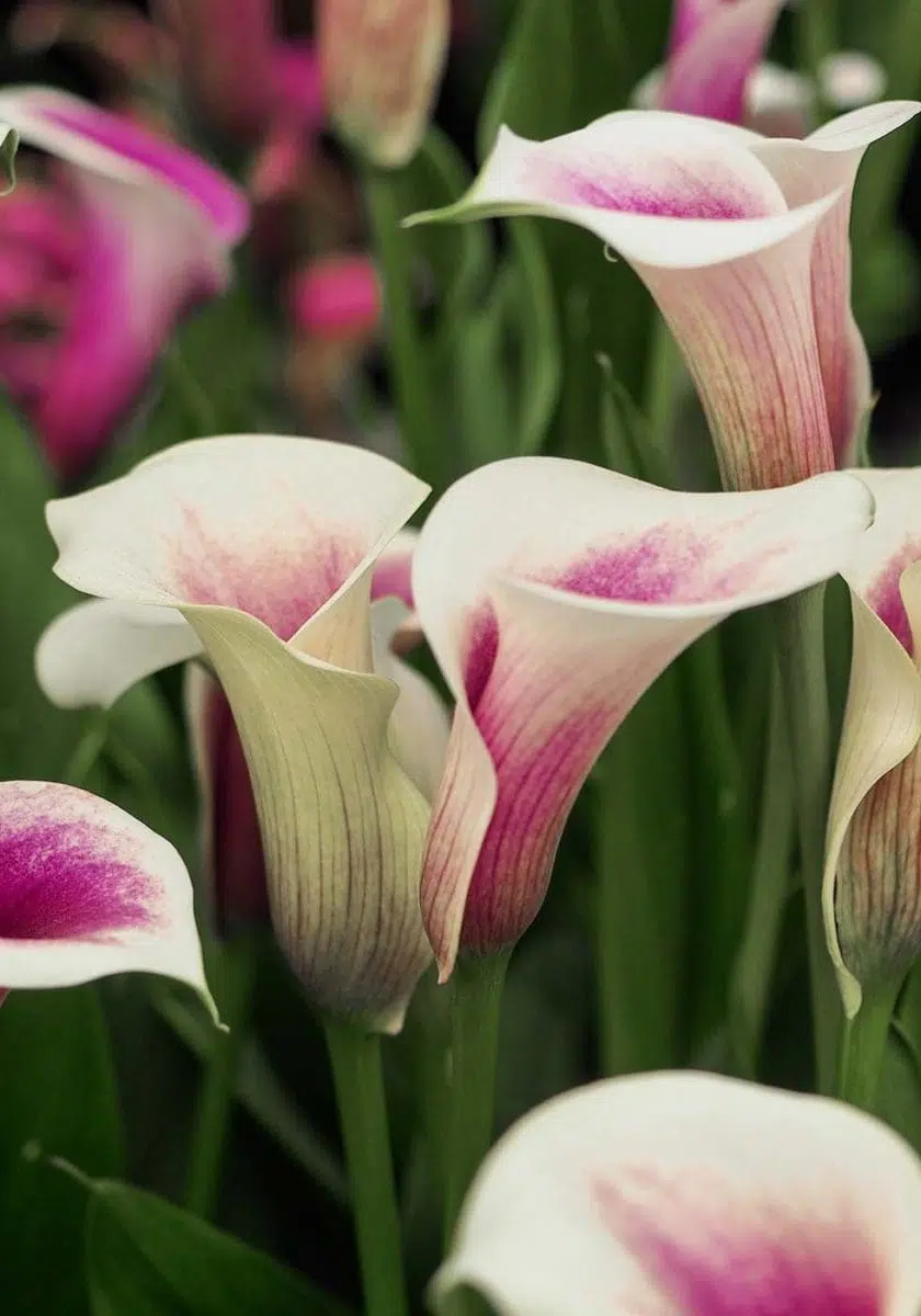 Hochzeitsblumen Calla