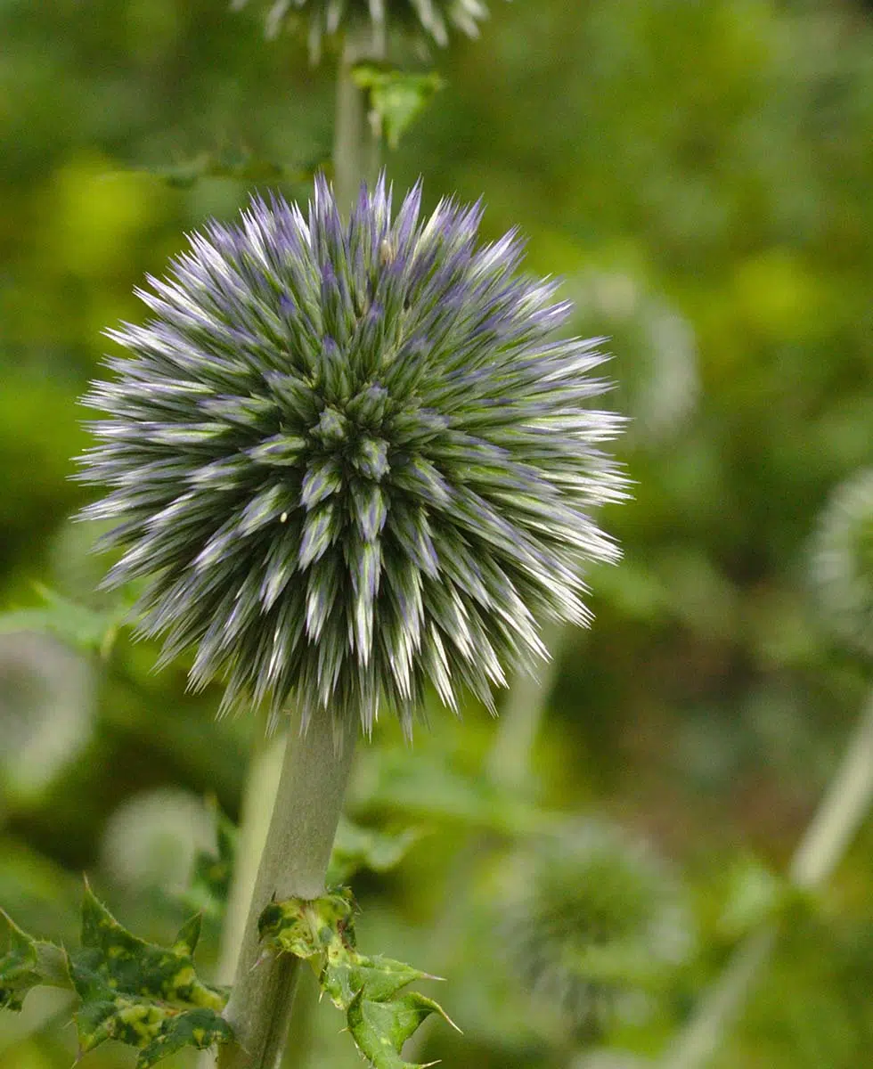 Distel