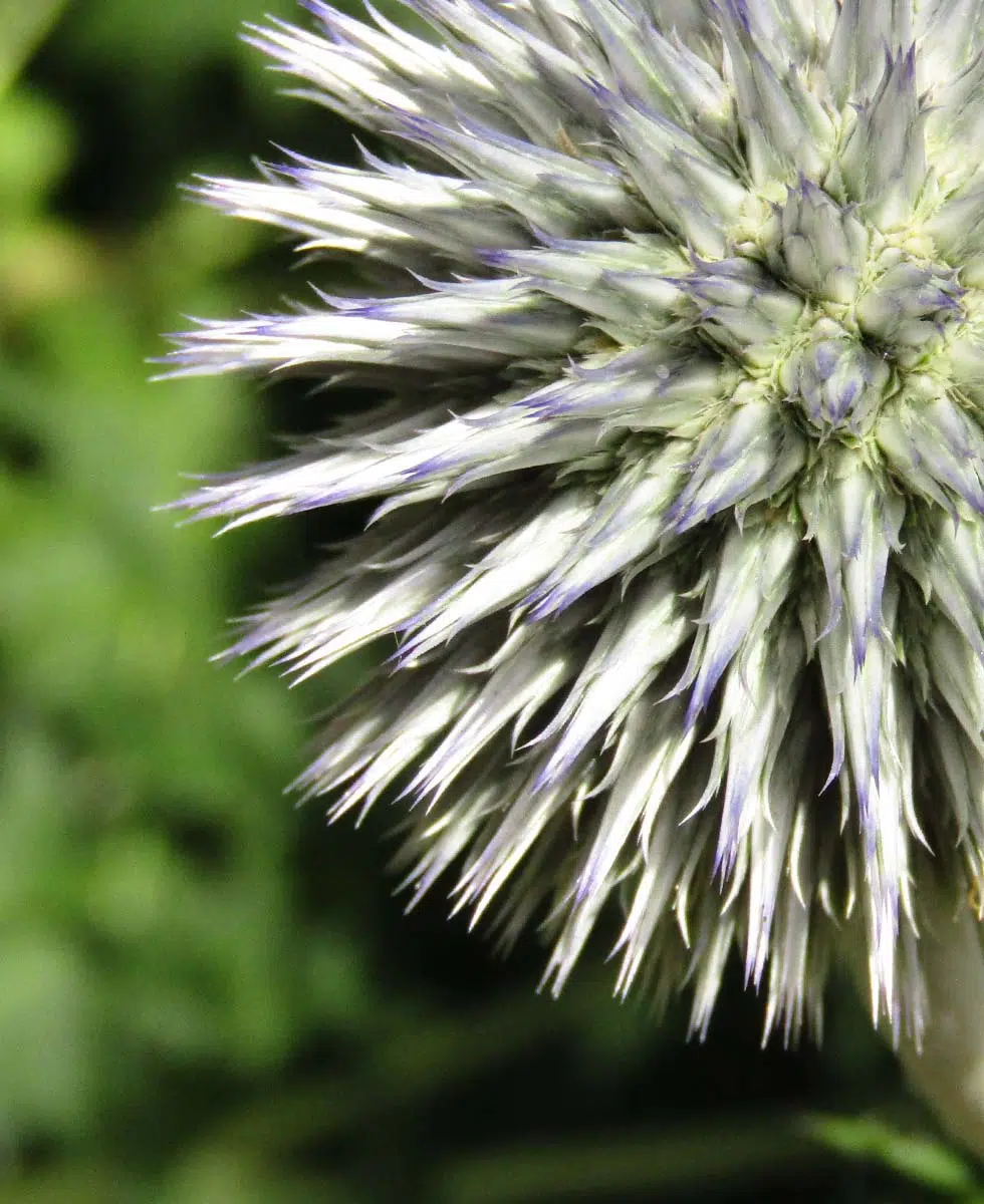 Distel