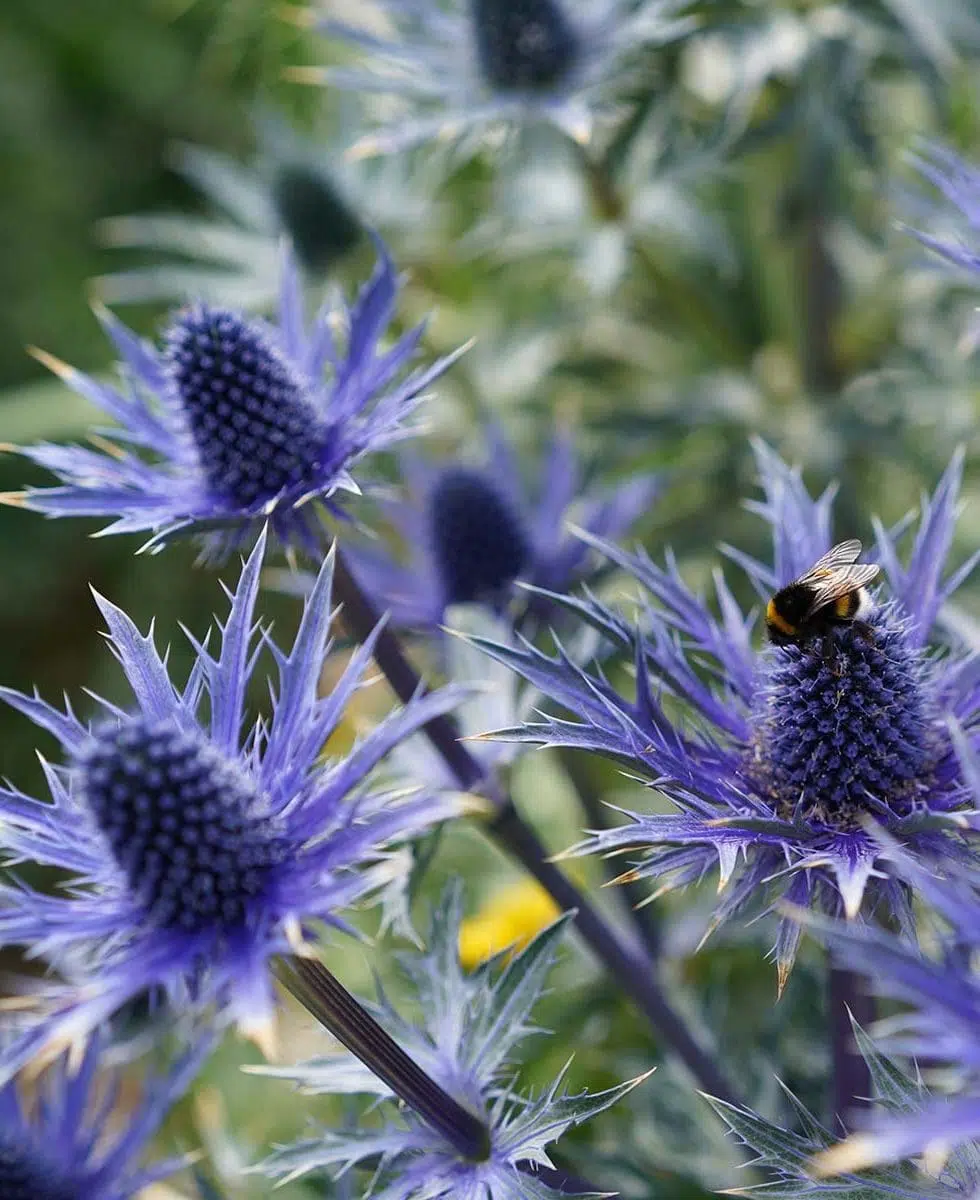 Edeldistel