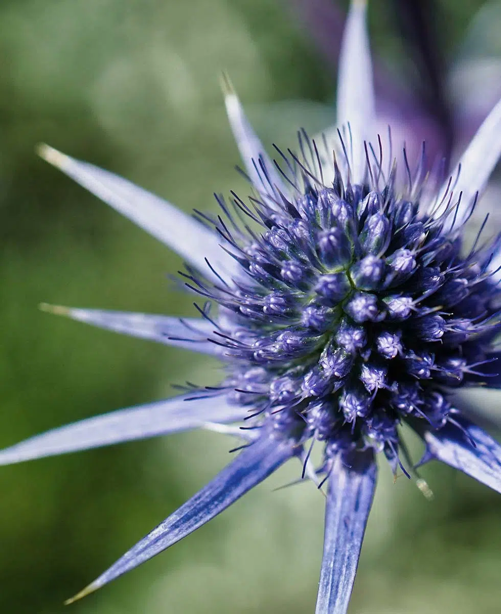 Hochzeitsblumen Edeldistel