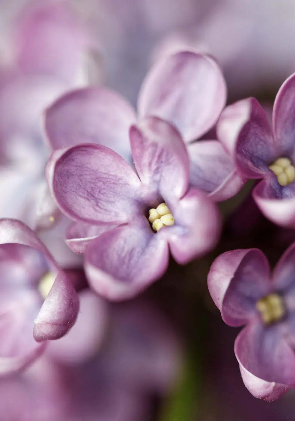 Hochzeitsblumen Flieder