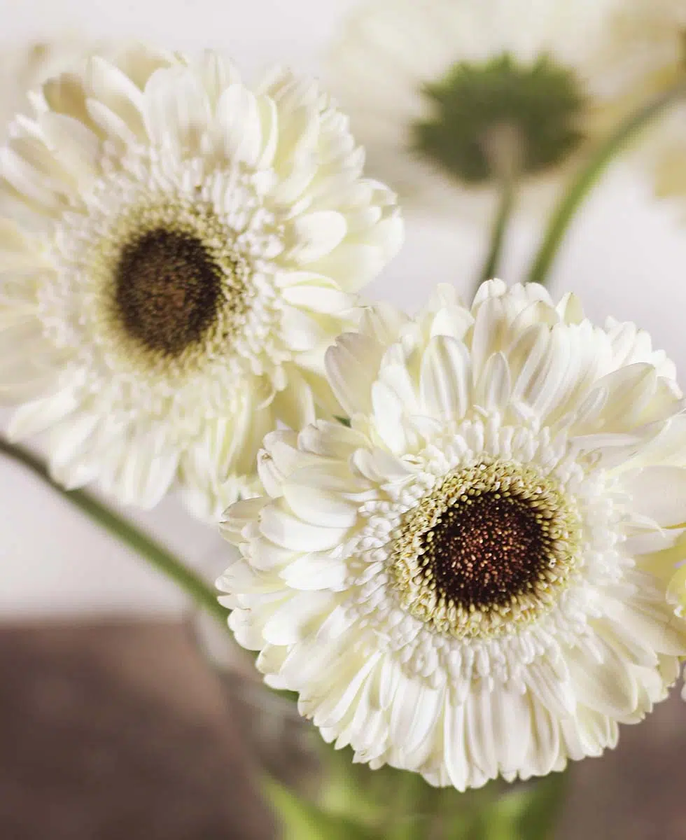 Hochzeitsblumen Gerbera