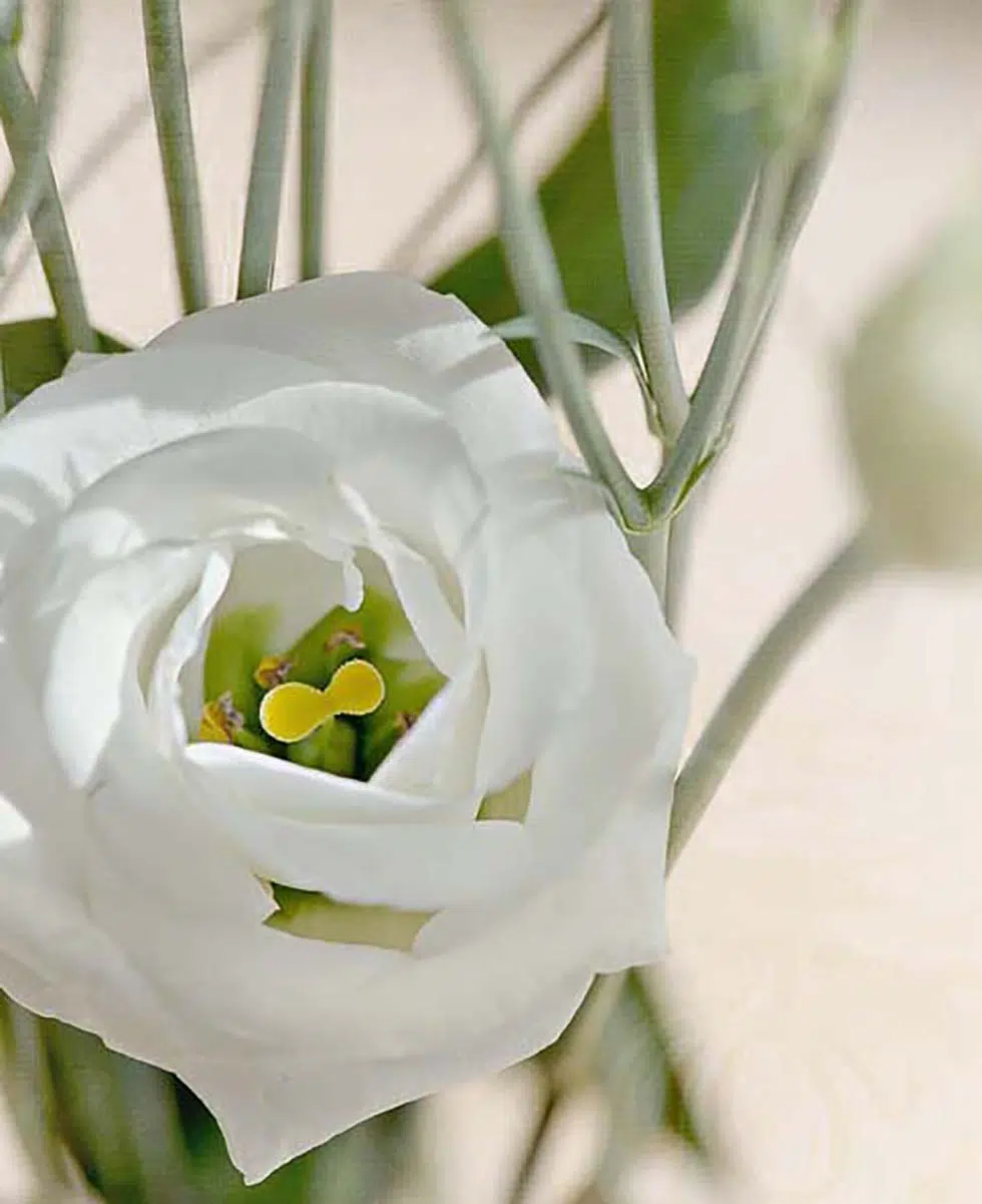 Hochzeitsblumen Lisianthus