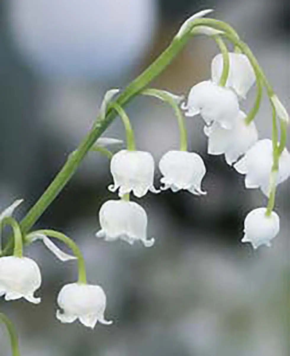 Hochzeitsblumen Maiglöckchen