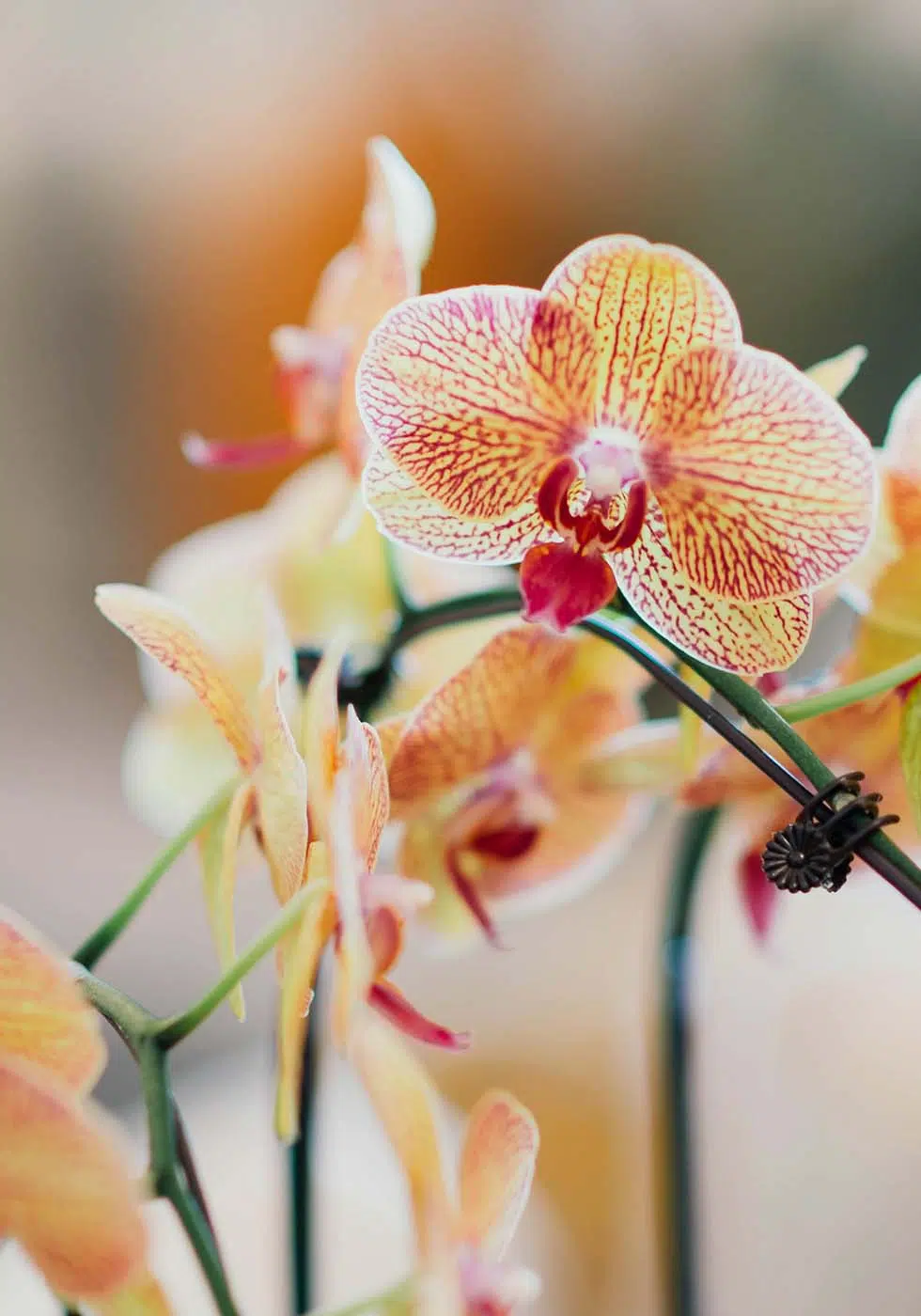 Orchidee