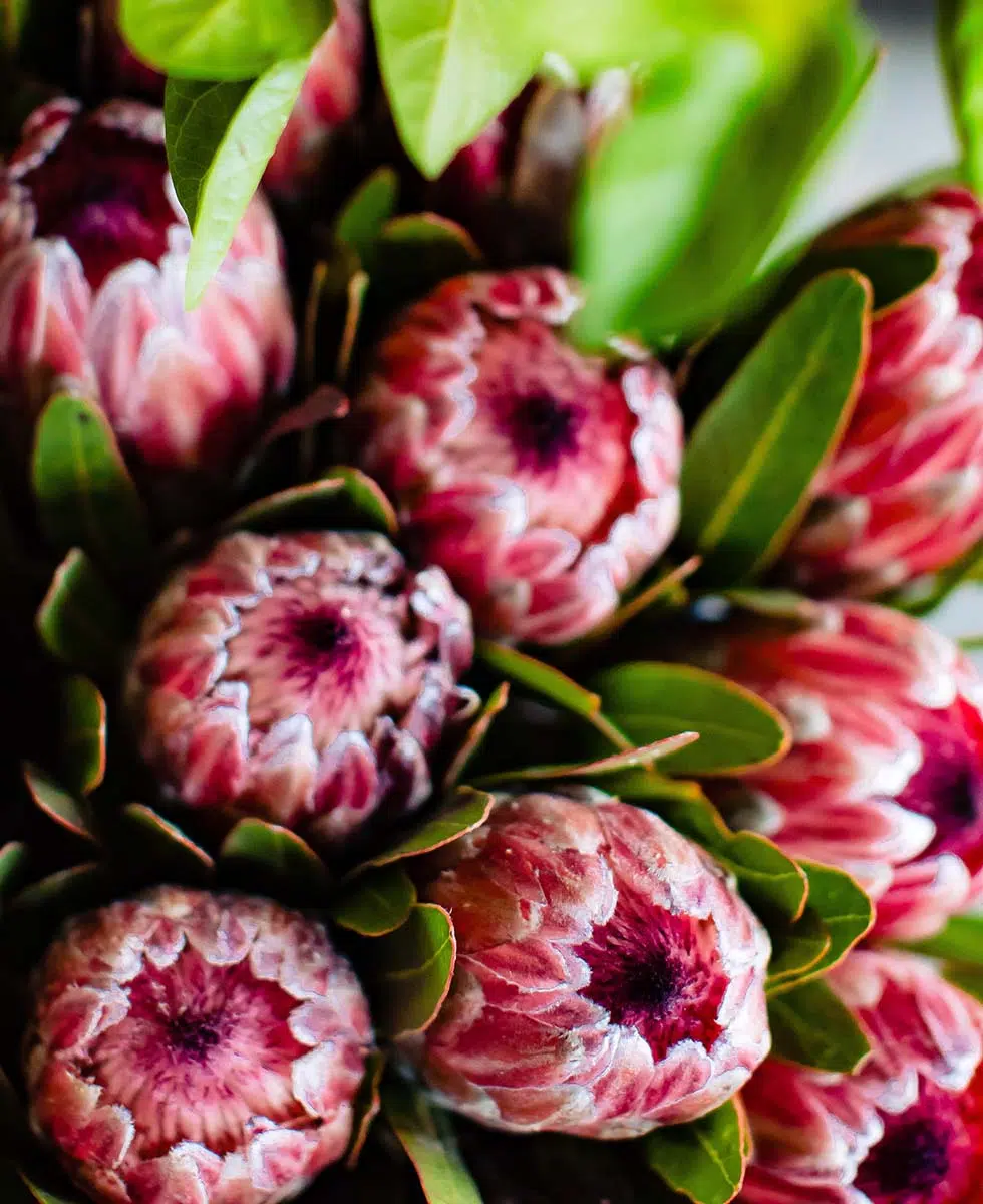 Protea