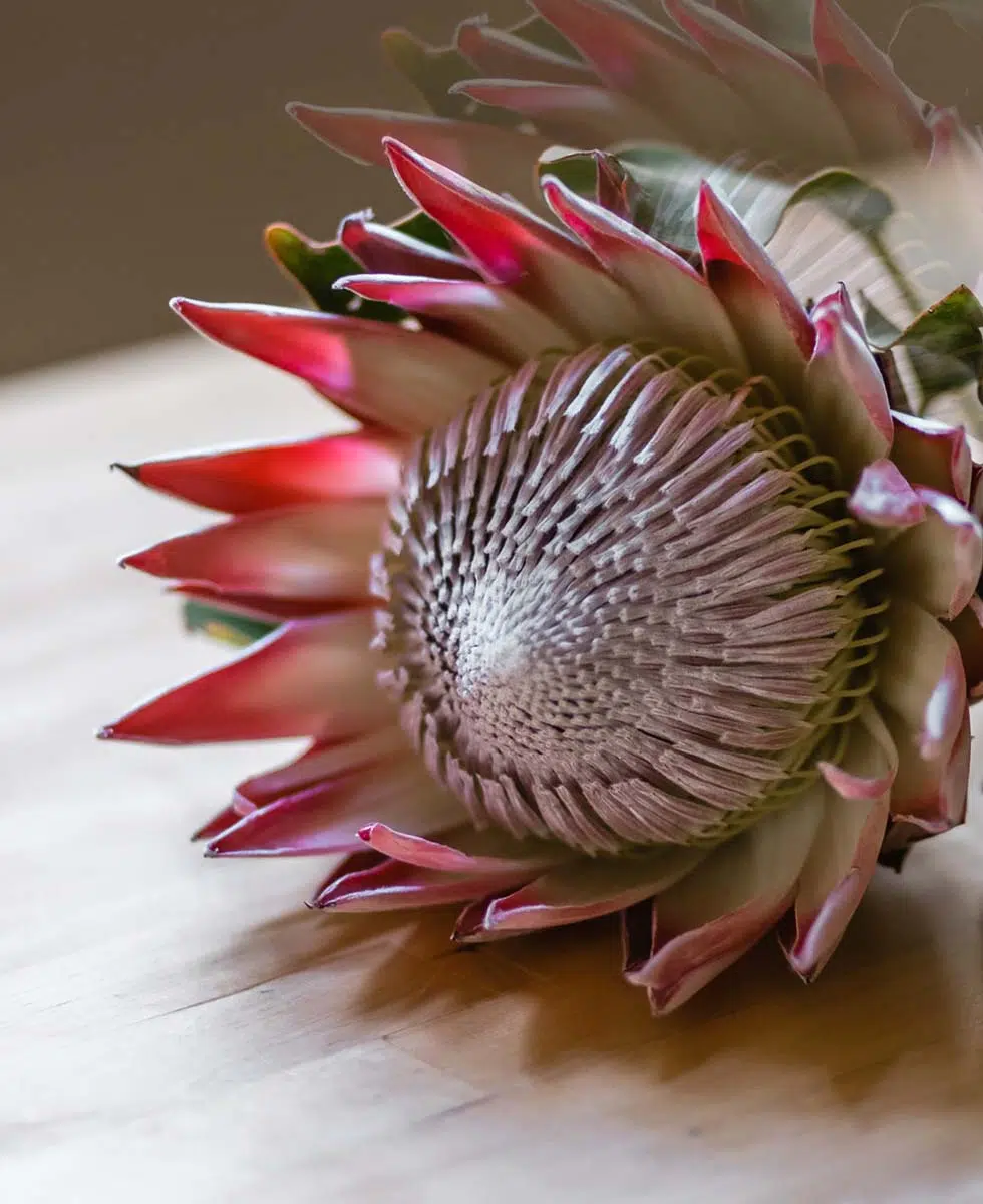 Protea