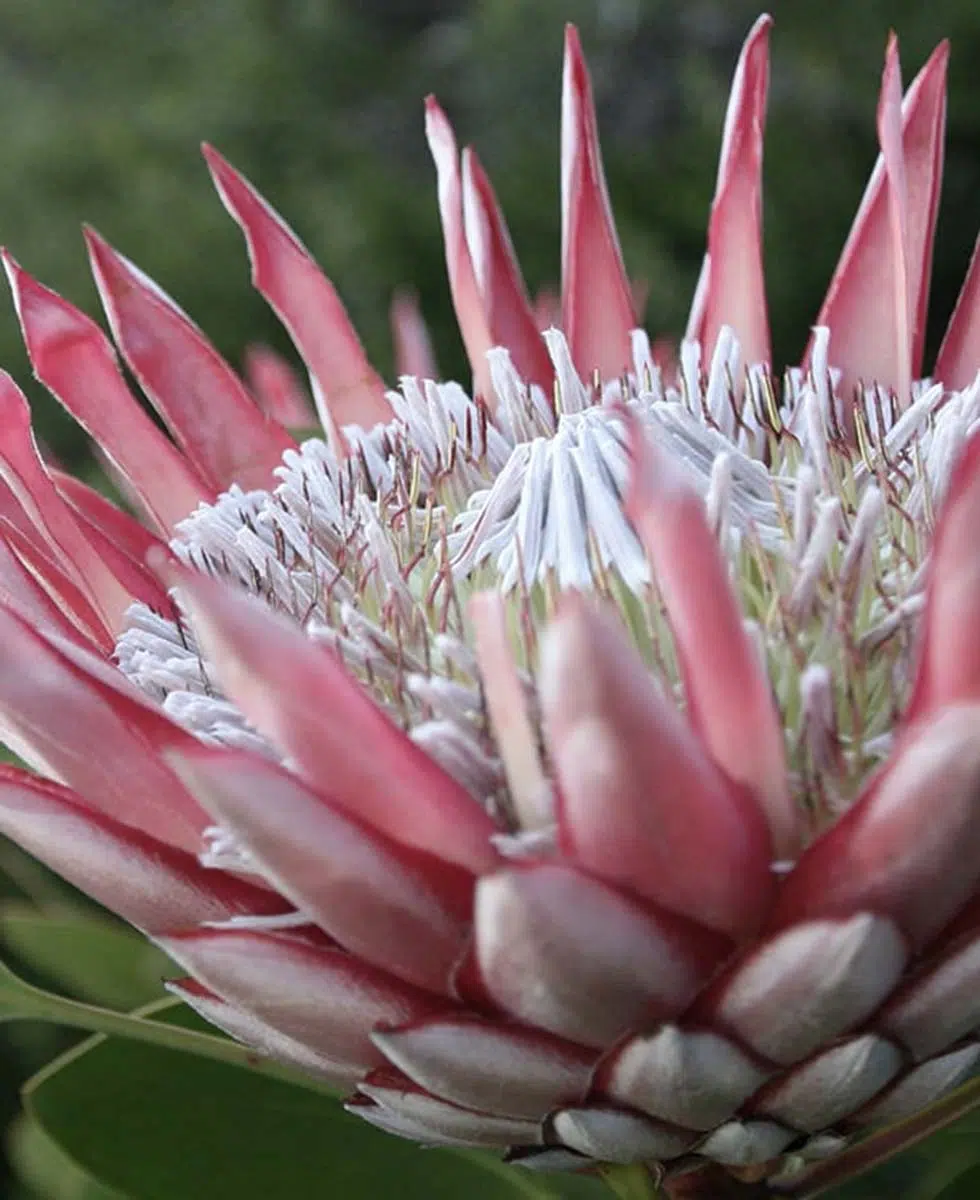 Protea