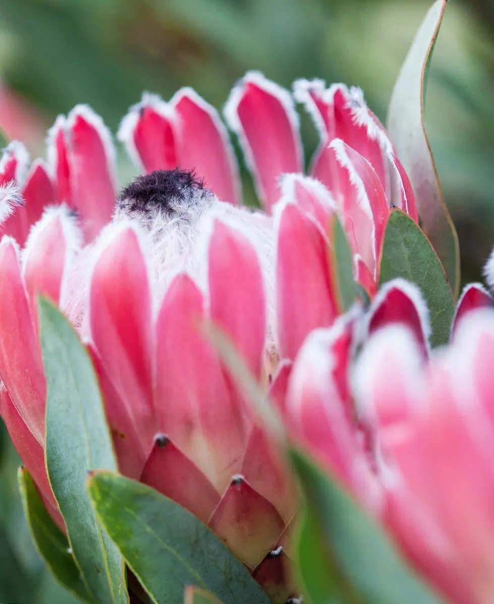 Hochzeitsblumen Protea