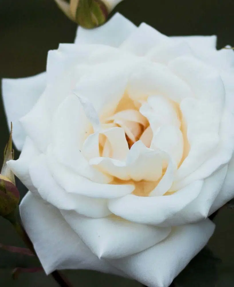 Hochzeitsblumen Rosen