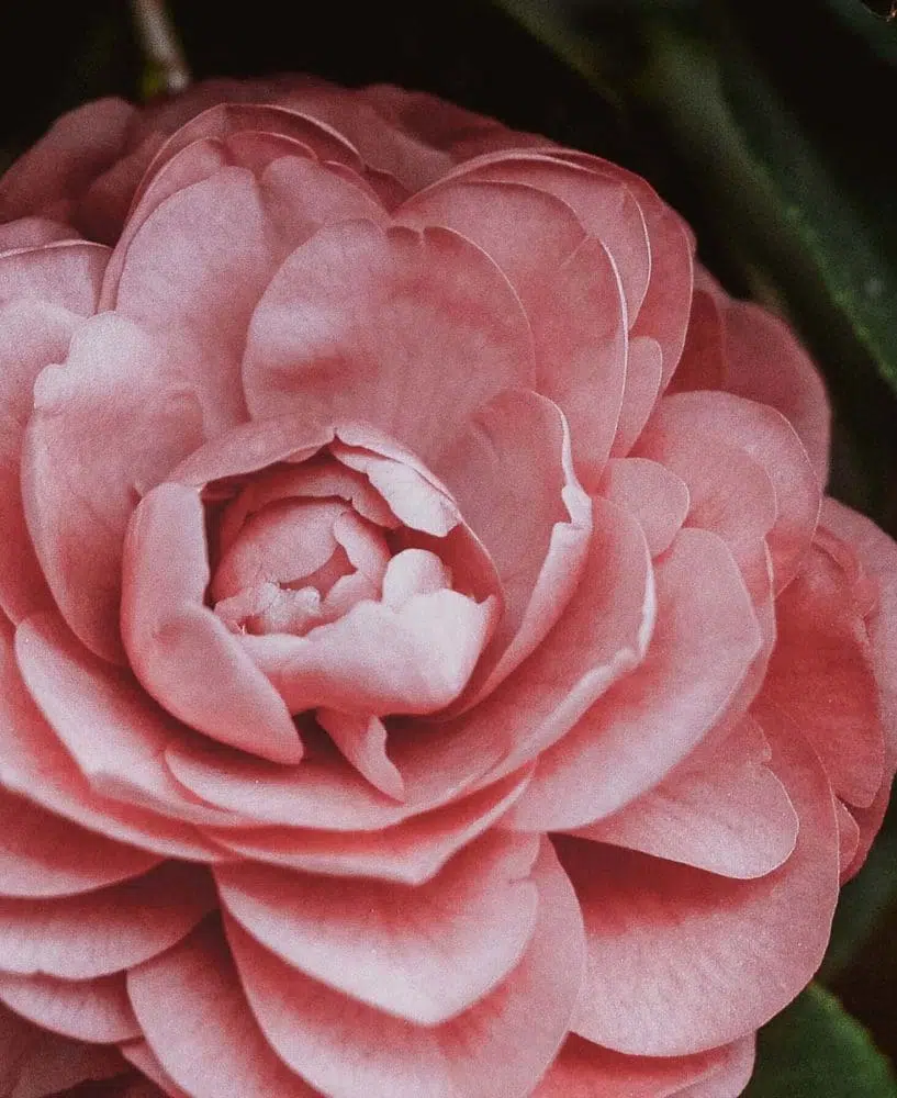 Hochzeitsblumen Rosen