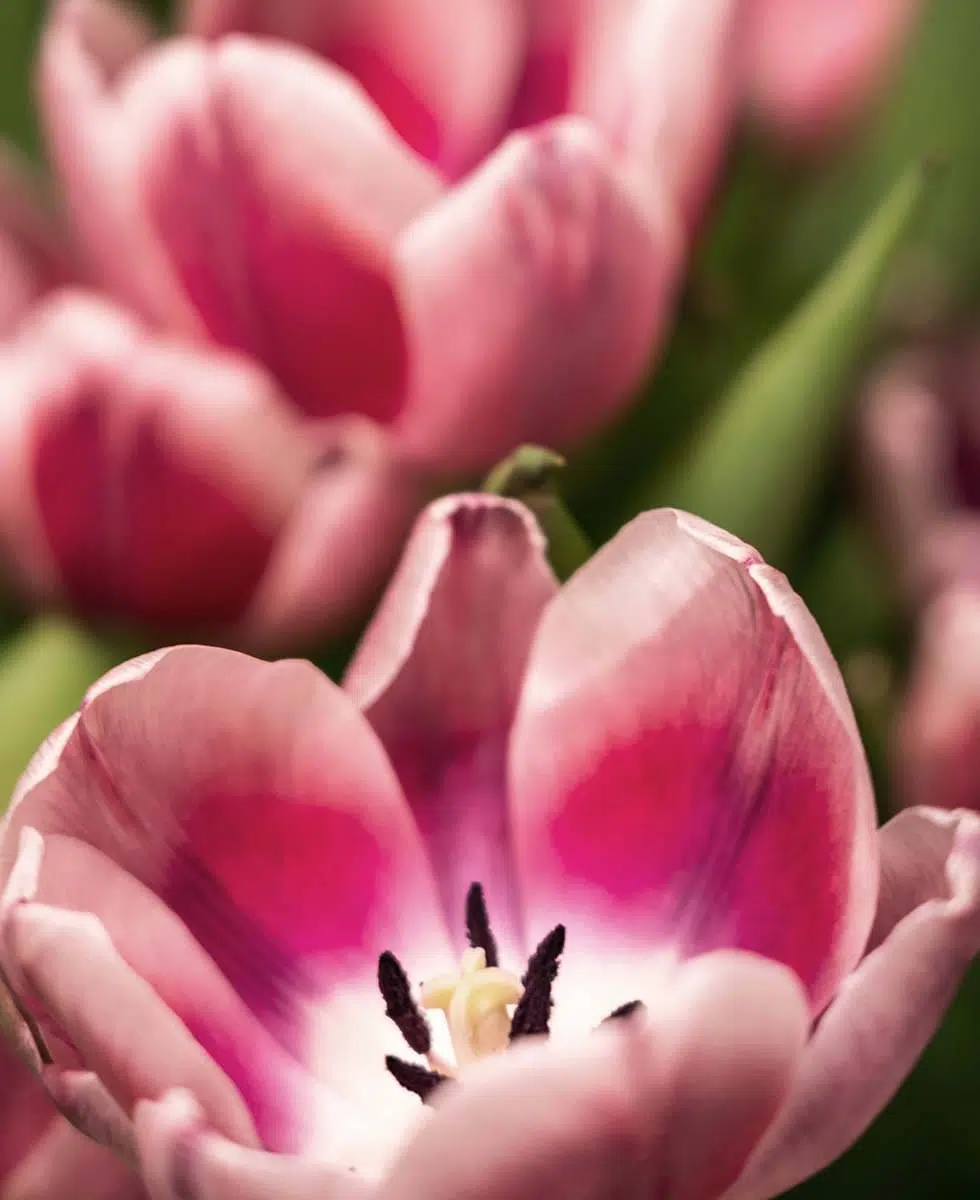 Tulpen