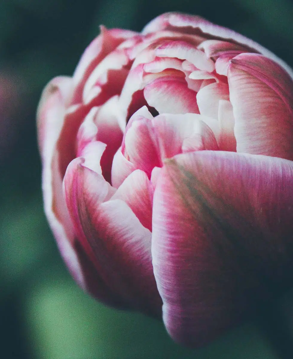 Hochzeitsblumen Tulpen